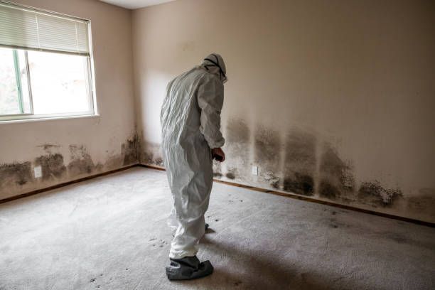 Mold Odor Removal Services in Murphy, TX