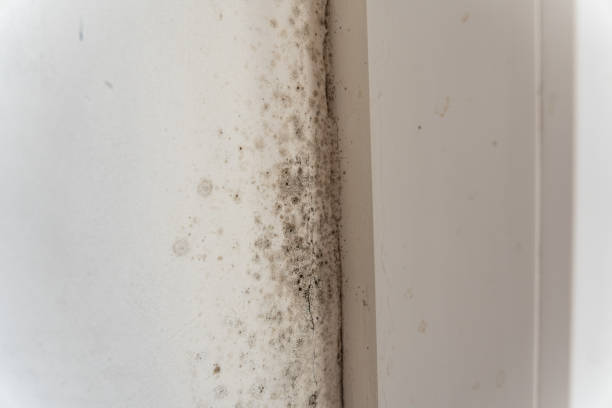 Best Mold Prevention Services  in Murphy, TX